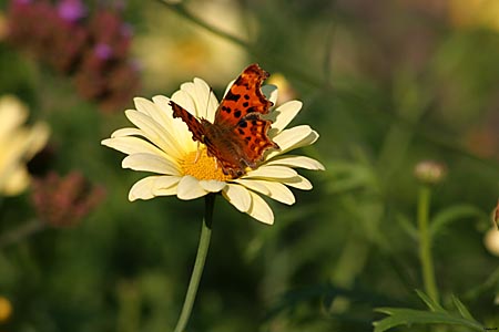 Hidcote Gardens - photo by Terry J Morgan (c)